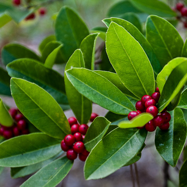 Ilex cassine 5
