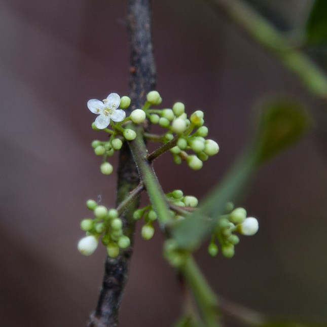 Ilex cassine 8