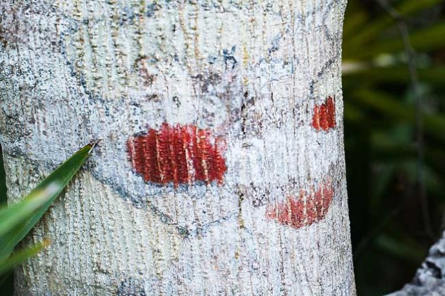 Ilex cassine lichen