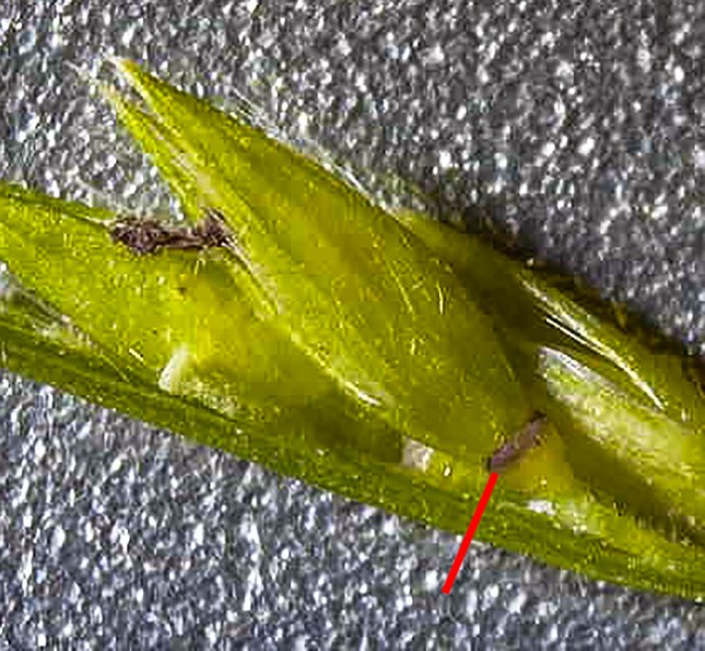 Eriochloa cup