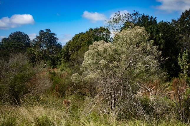 Meadow Baccharis