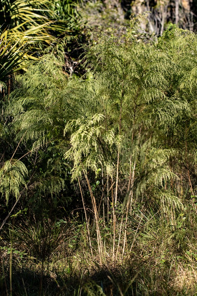 Meadow fennel