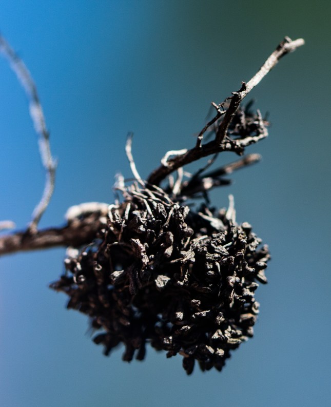 Meadow nodule