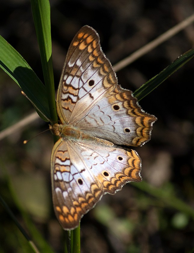 Meadow Peacock