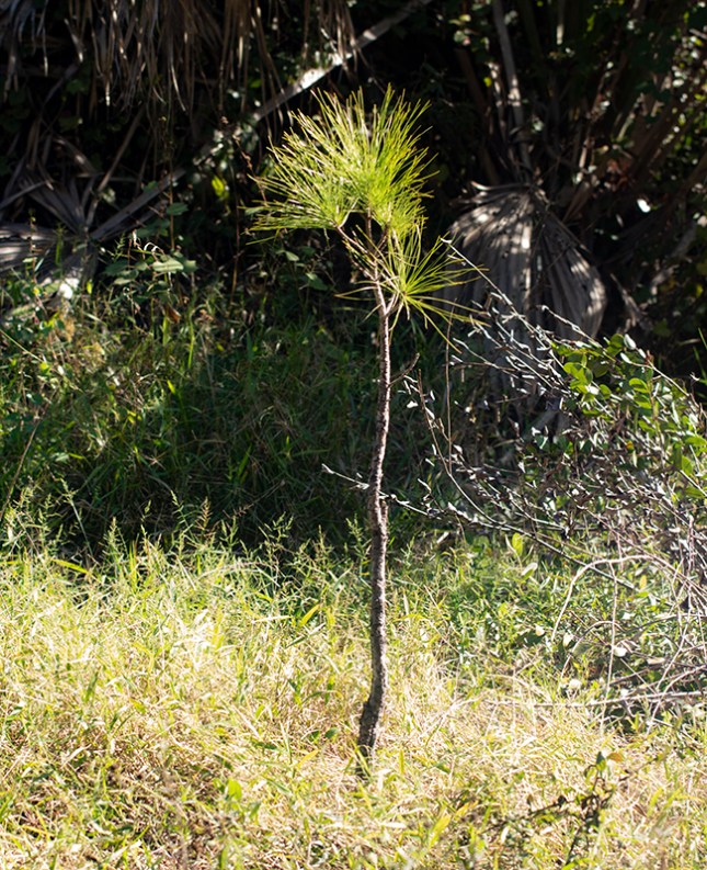 Meadow pine