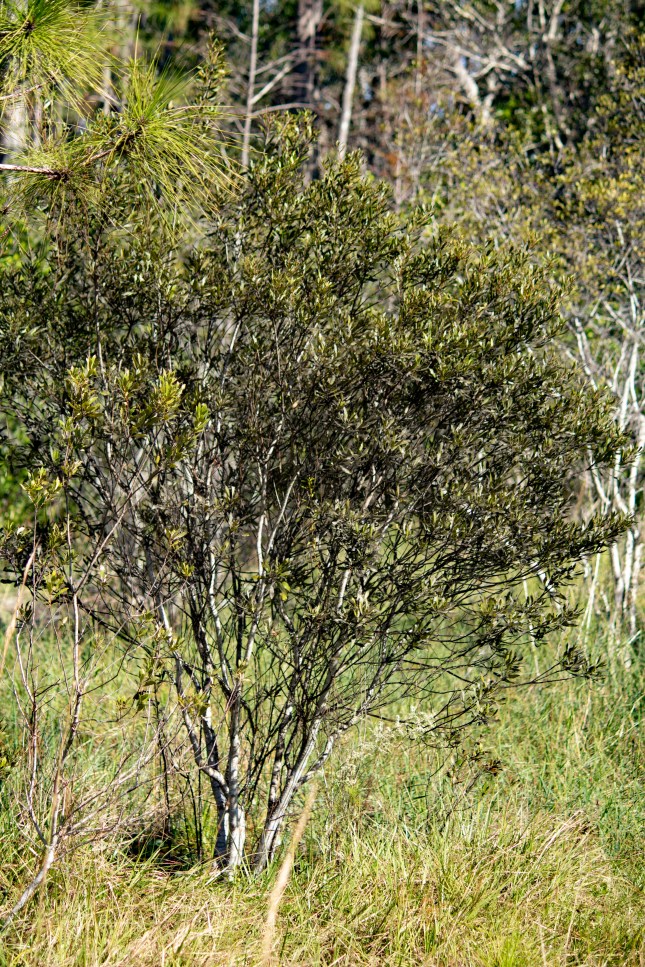 Meadow Wax Myrtle older