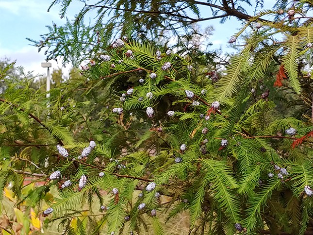 Taxodium branch galls