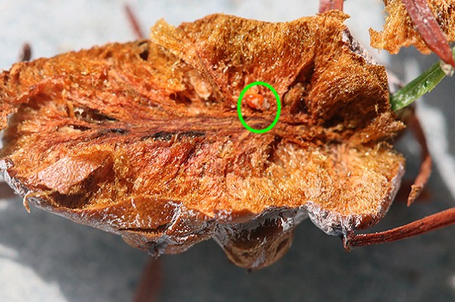 taxodium gall open