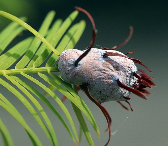 Taxodium gall whole