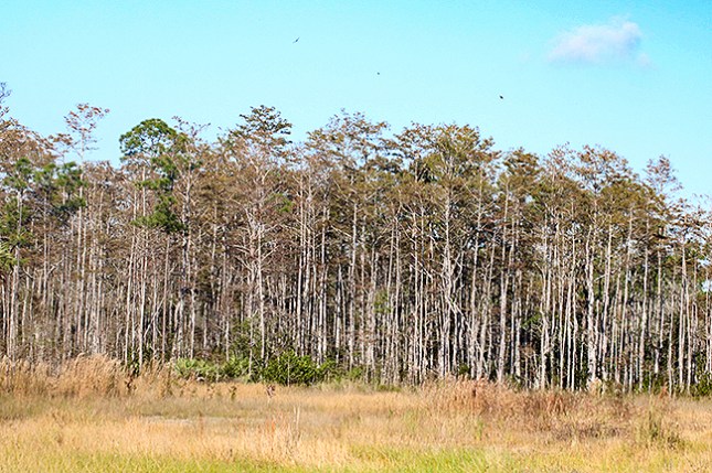 Taxodium stand