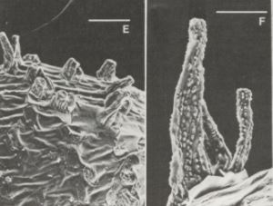 Ammannia coccinea evaginated hairs