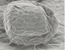 Ammannia coccinea seed with flaot
