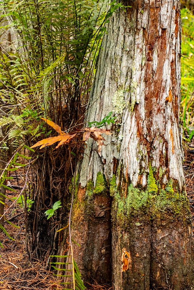 Blechnum on bald cypress