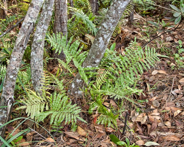 Blechnum serrulatum 5.jpg