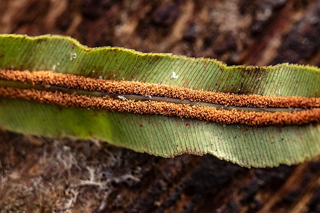 Blechnum sori