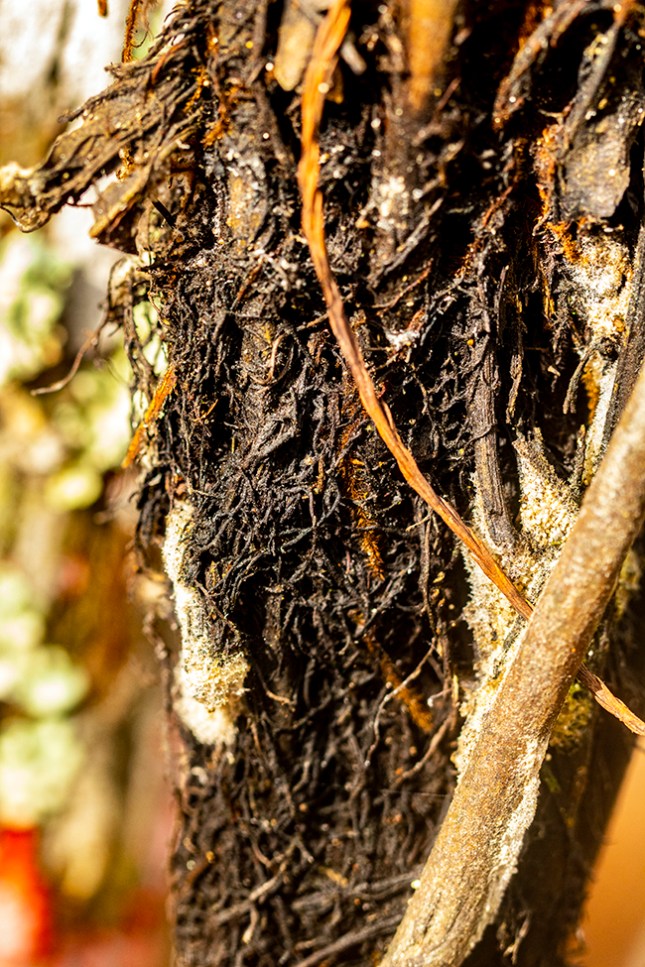 Blechnum trunk mid distance