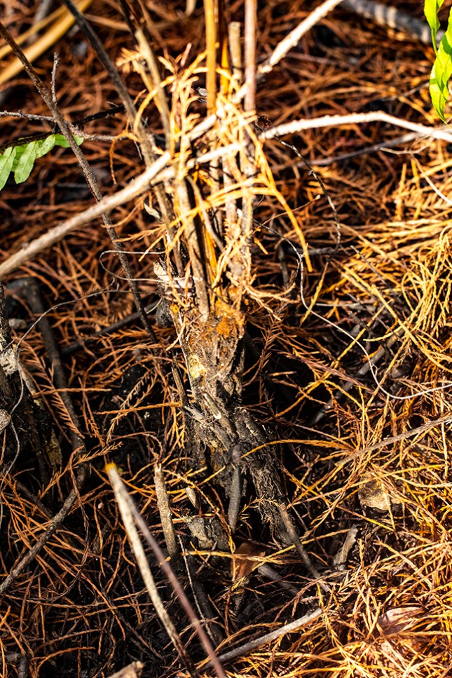 Blechnum trunk on ground 1.jpg