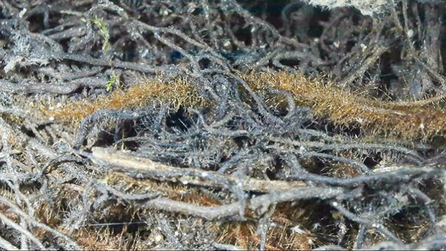 Blechum living root magnified