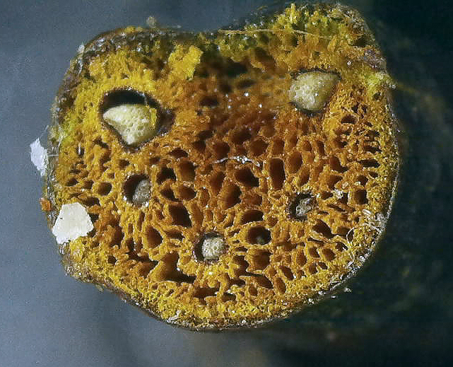Blechum stipe section magnified
