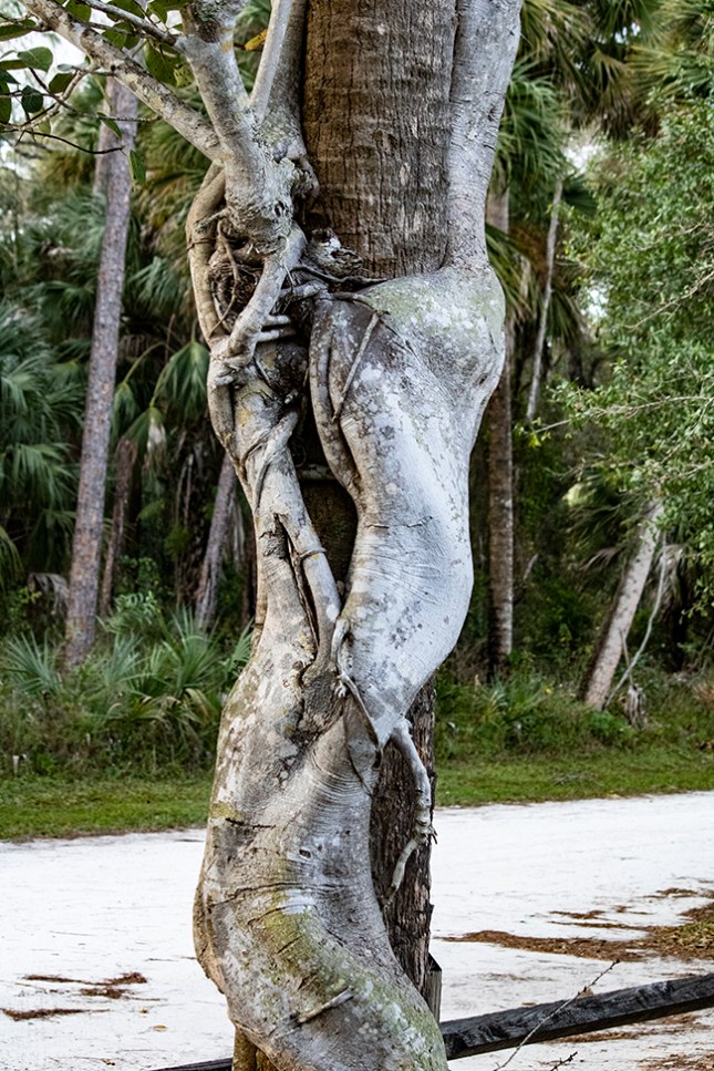 Cabbage Palm with Strangler