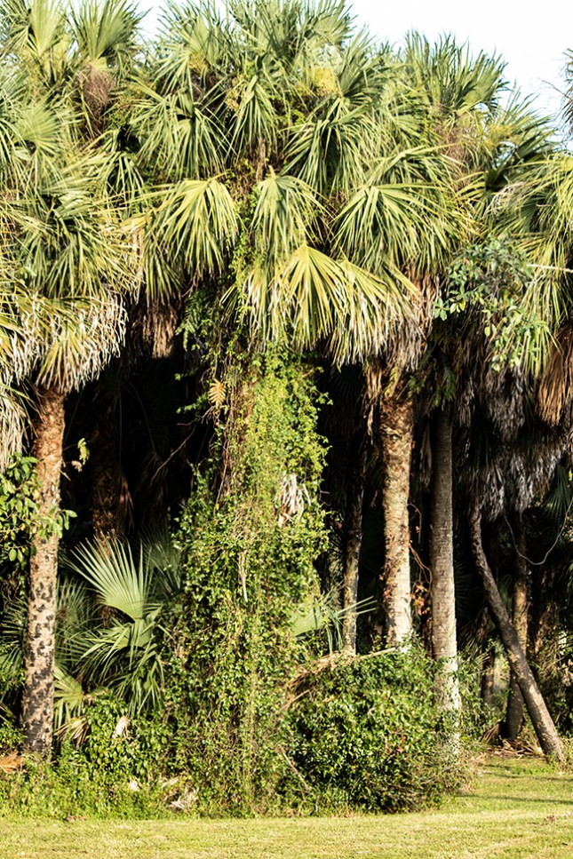 Cabbage Palm