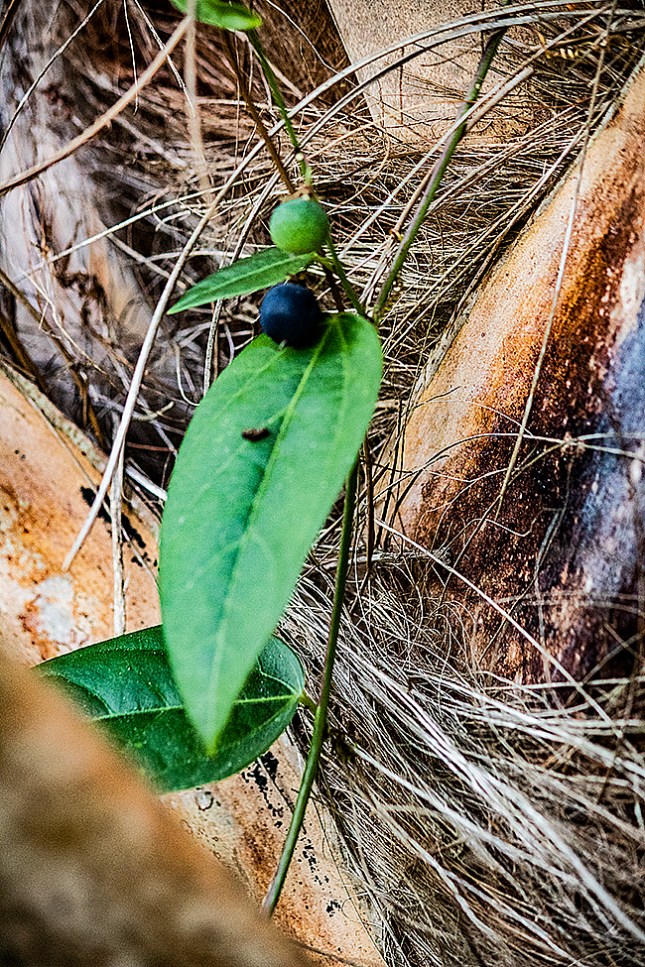 Passiflora suberosa fruit