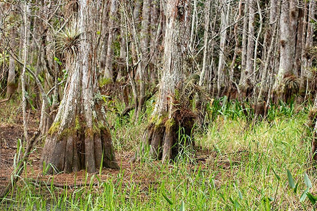 Taxodium above water line