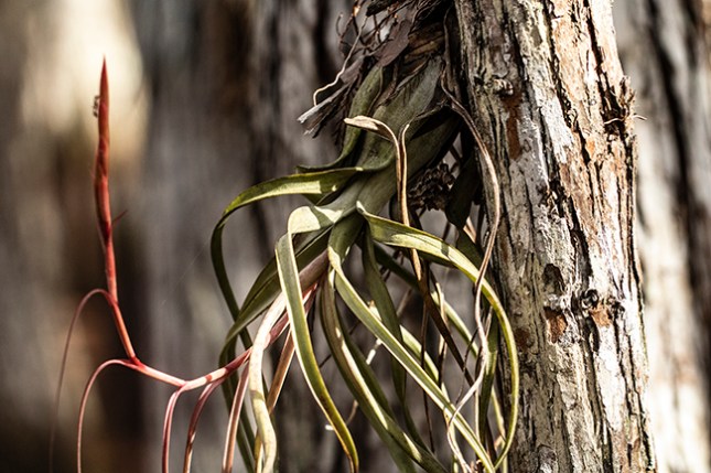 Tillandsia albisiana plant