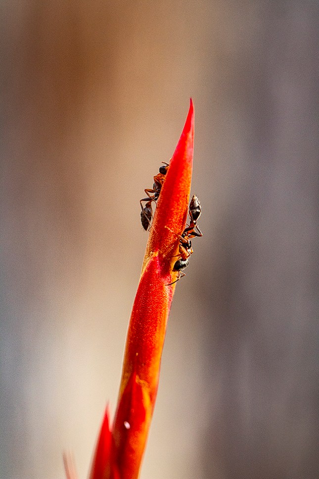 Tillandsia balbisiana ants