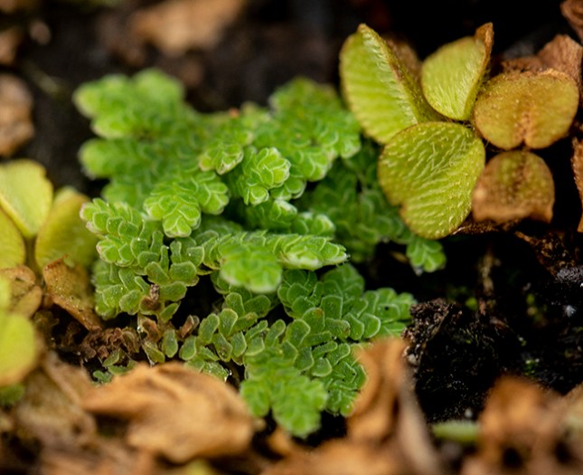 floating fern
