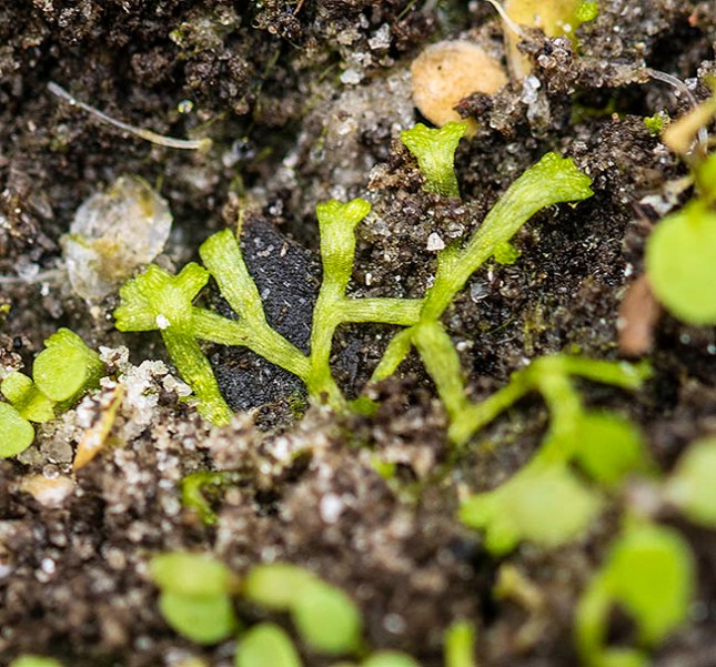 liverwort 1