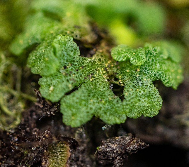 liverwort2