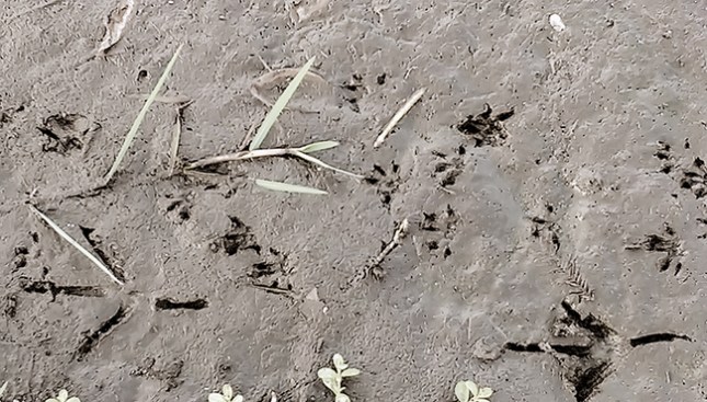 mud prints