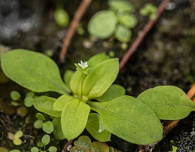 Pentodon pentandrus