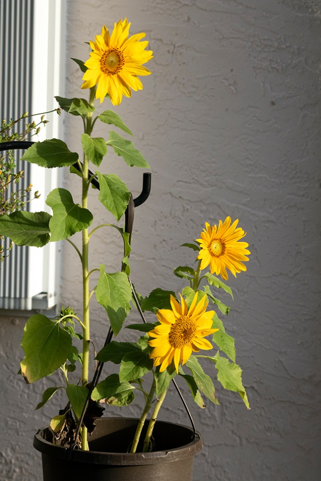 helianthus side view