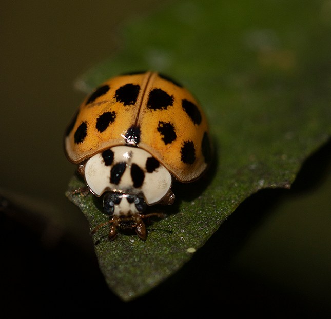 ladybug2