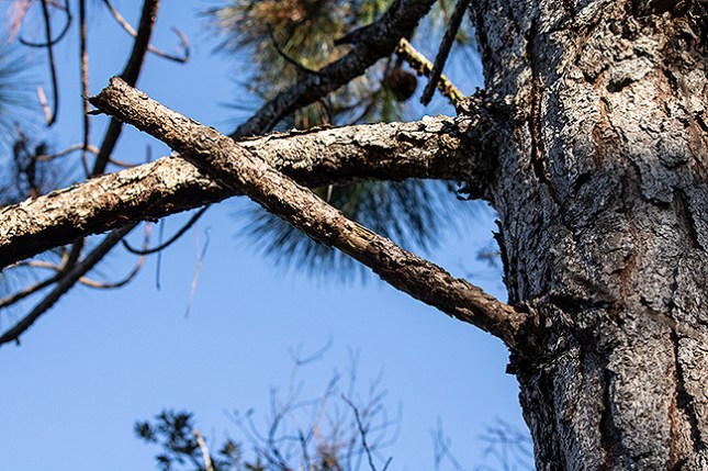 pine brabches decaying