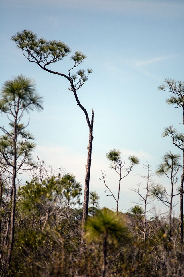 pine branch did not die