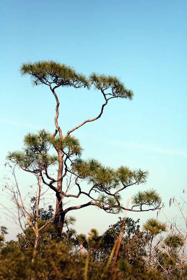 pine pom poms