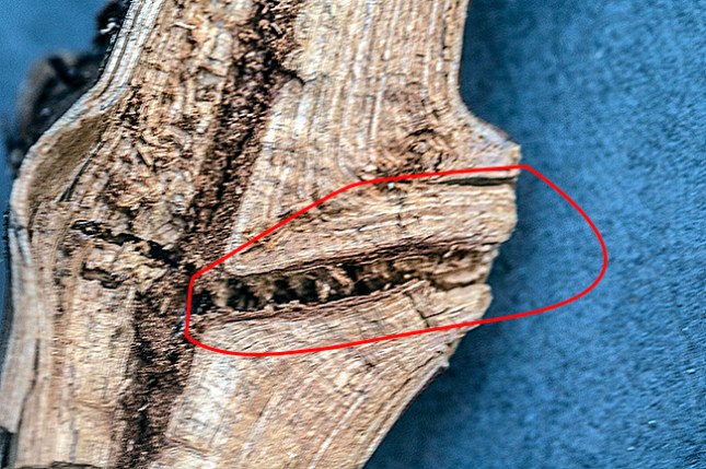 pine stem base circledl