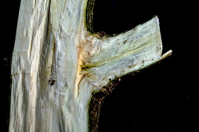 privet twig cut