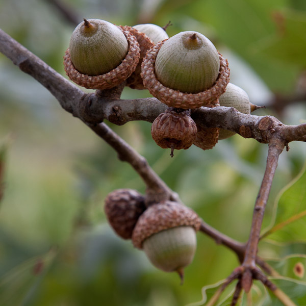 quercus laevis 4