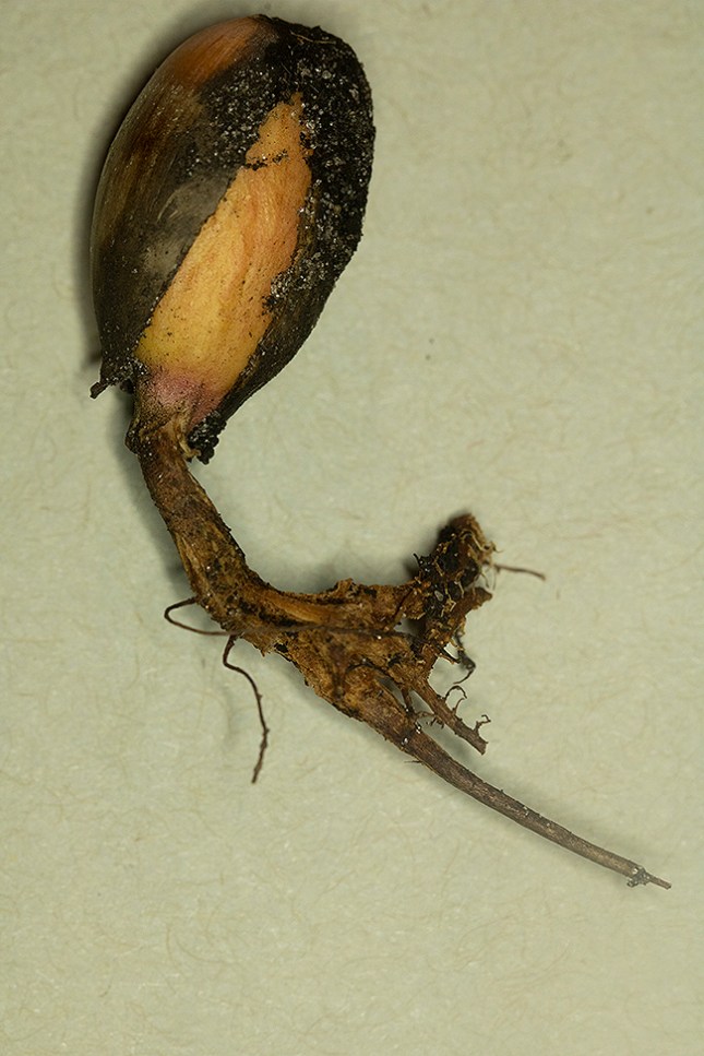 quercus virginiana cracked and large root