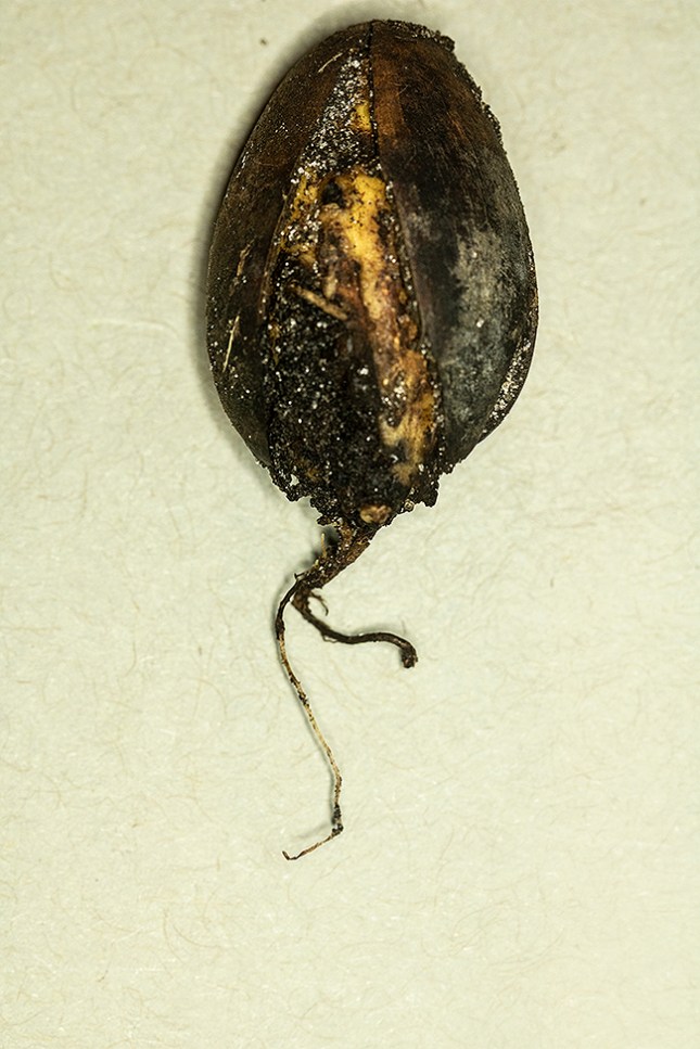 quercus virginiana half inch root
