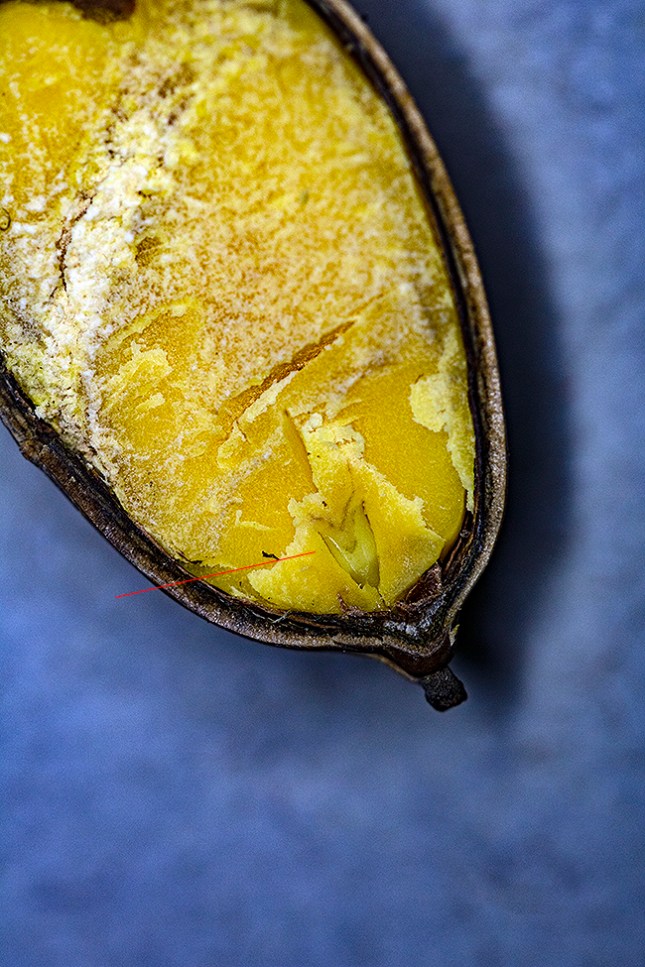 quercus virginiana radicle