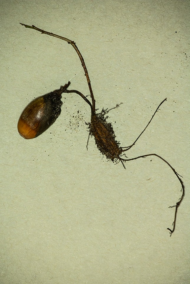 quercus virginiana with corm