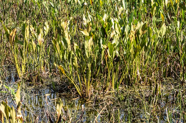 sagittaria