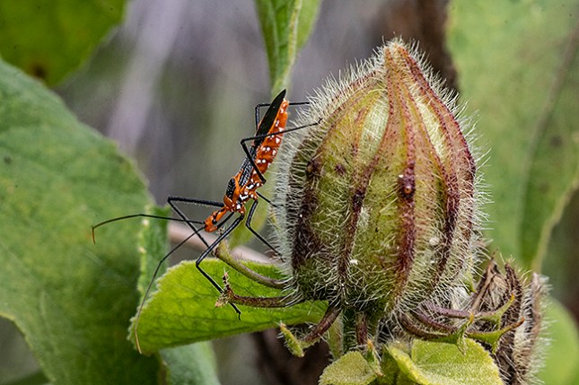 Assassin Bug