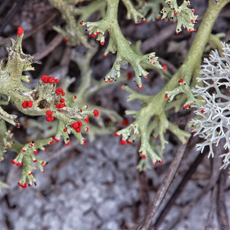 Cladonia sp. 3