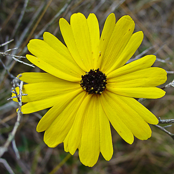 Coreopsis gladiata 3